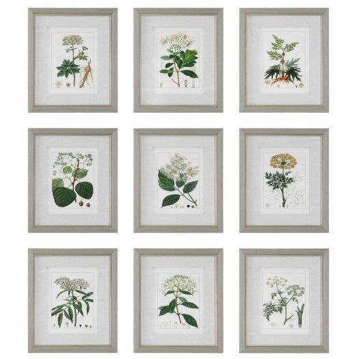 Antique Botanicals Framed Prints, S/9