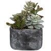 ALVERIO SUCCULENTS