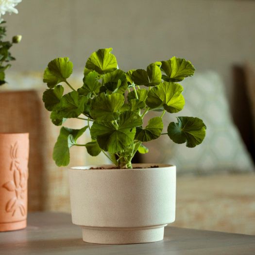 Ort Ceramic Planter (Short)