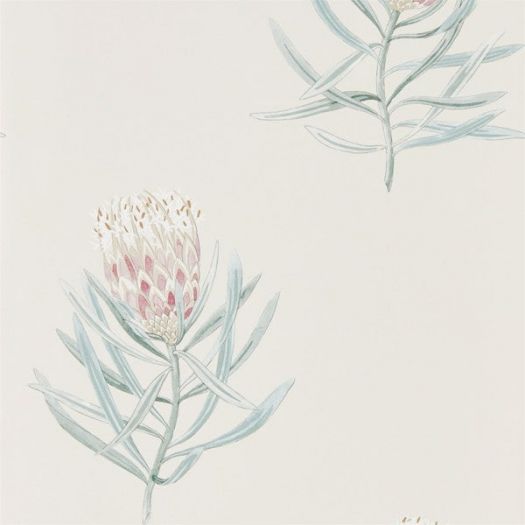 Protea Flower