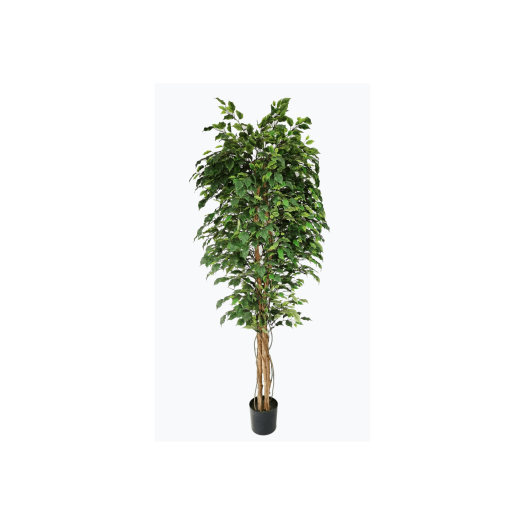 Ficus tree - 210cm