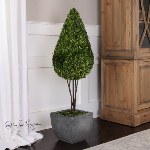 Preserved Boxwood, Teardrop Topiary
