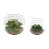 ELOY TERRARIUMS, S/2