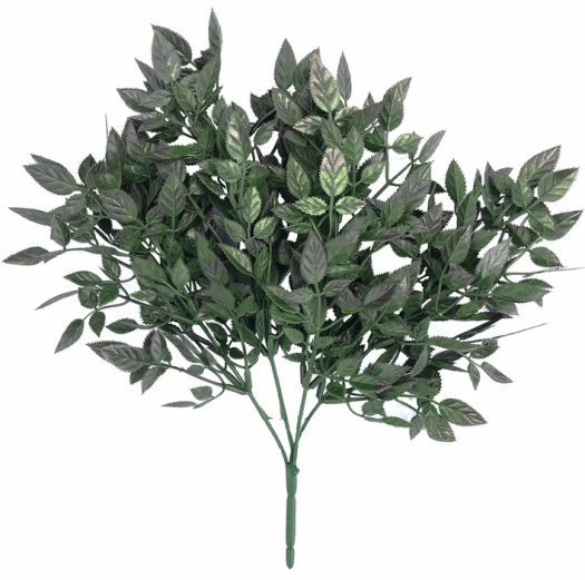 Rose leaves with thorns