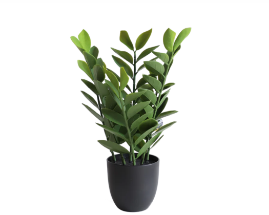 Zamioculcas