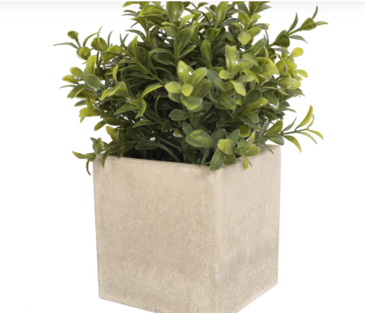 Potted Boxwood 21CM with Square Planter