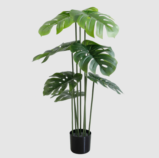 Monstera